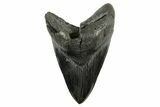 Fossil Megalodon Tooth - South Carolina #367929-1